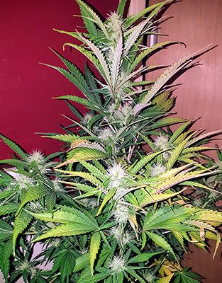 Рост марихуаны Crime Caramel Auto на седьмой неделе выращивания