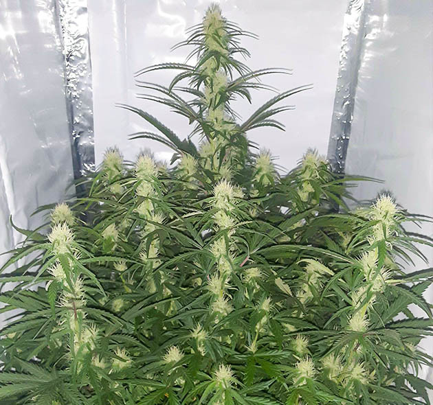 Куст конопли с большой центральной колой