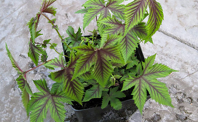 Лабазник дланевый