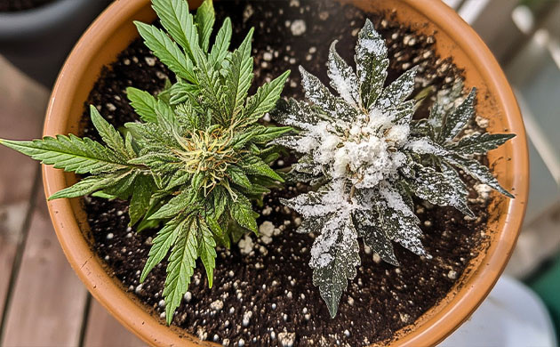 Профилактика плесени в грове