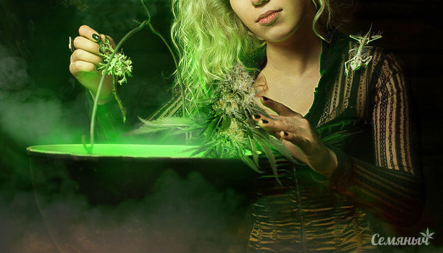 Лекарственные травы, которые можно смешивать с коноплей