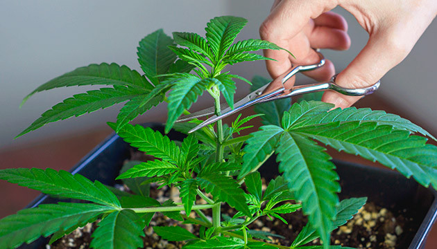 Топпинг конопли