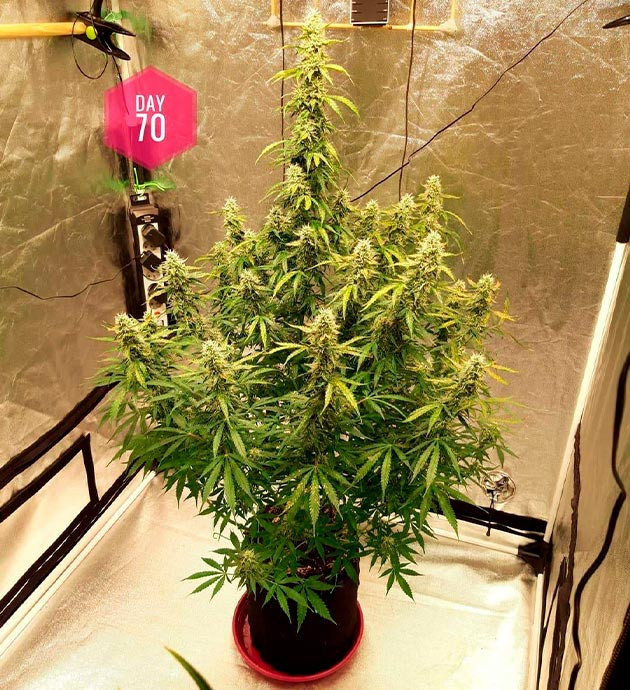 Семидесятый день выращивания