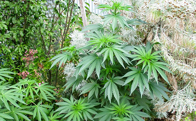 Куст рост 124 см