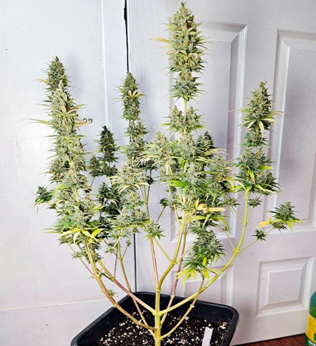 Куст Apple Betty от Herbies Seeds на 14 неделе