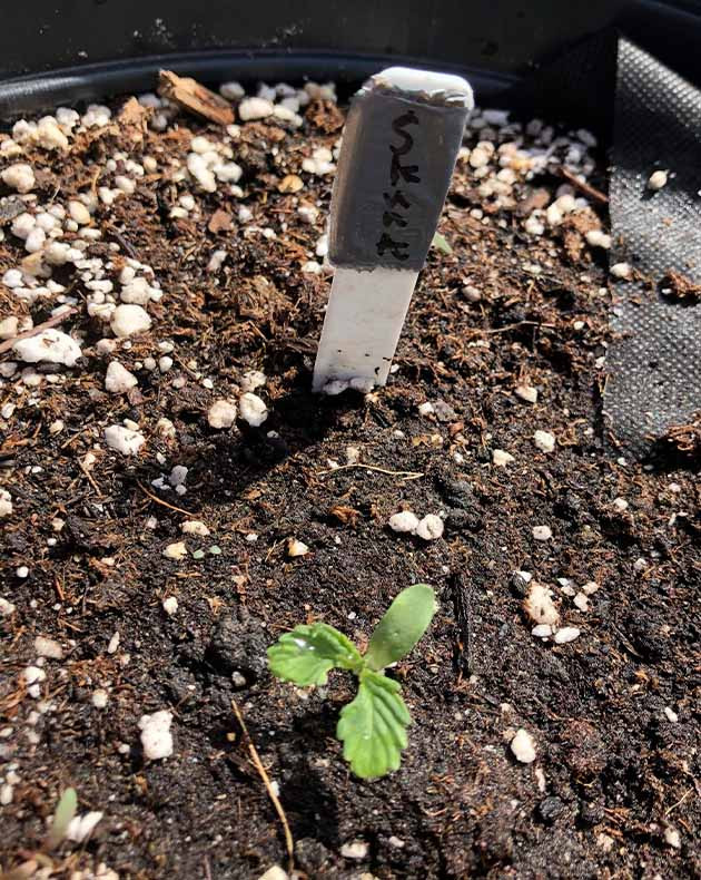 Закрученные листья конопли