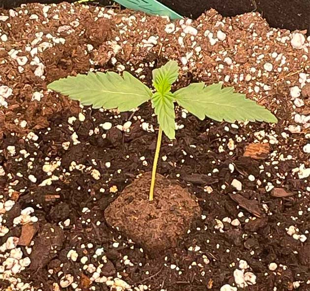 Росток Mint Jelly Auto fem от Humboldt Seed Company на 1 неделе