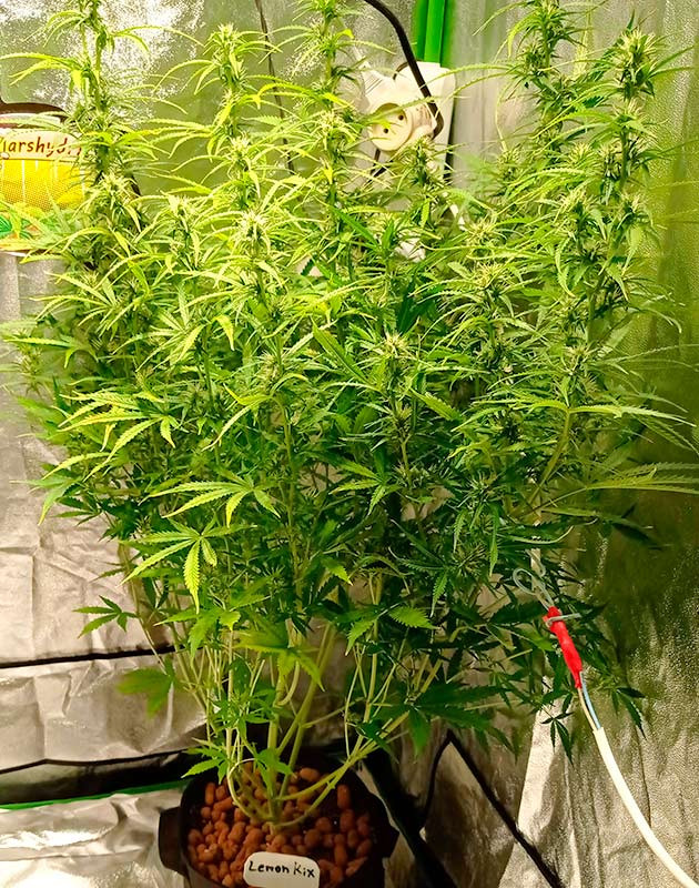 Растения высотой 110 сантиметров