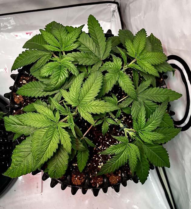 Конопля на 5 неделе роста