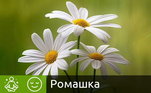 Цветки ромашки