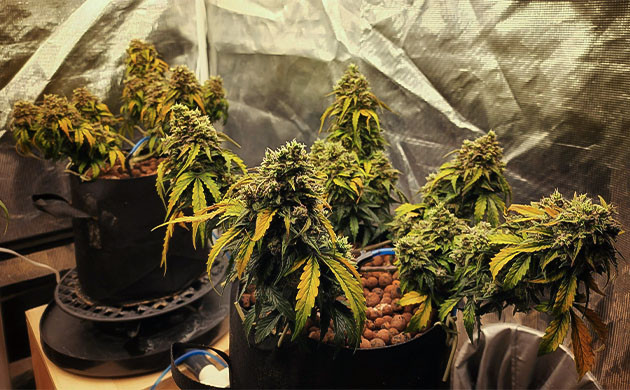 Кусты CBD Auto 20:1 перед харвестом