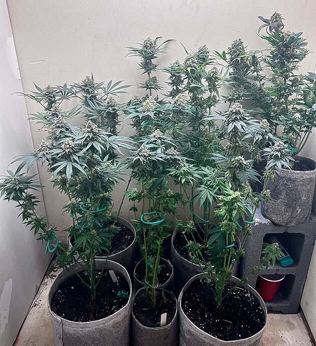 Кусты Mac n’ Jack R1 от Ethos Genetics на последней неделе