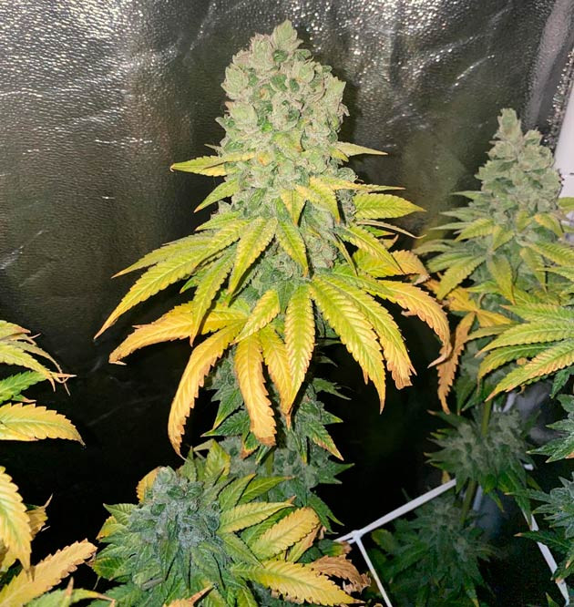 Созревшая шишка каннабиса