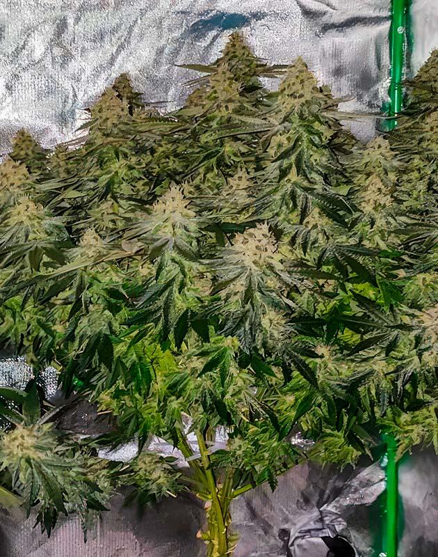 13 неделя сорта 50 Dragons от сидбанка UKHTA