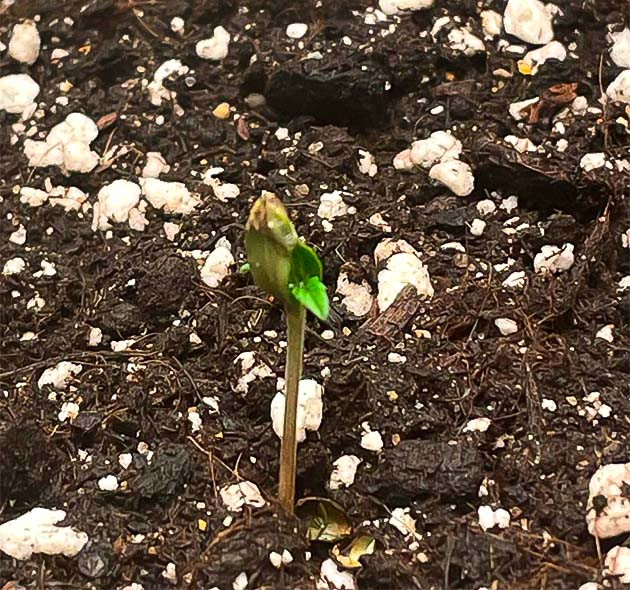 Росток Dos-Vi-Dos fem от сидбанка Семяныч на 1-2 неделе