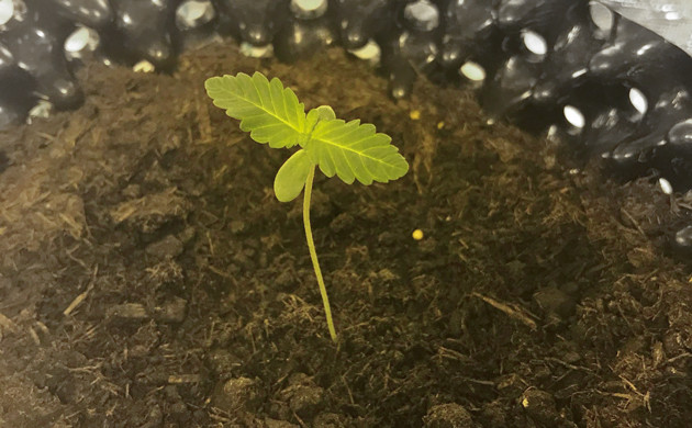 Росток Gorilla Zkittlez