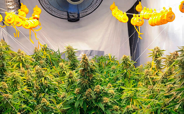 Как избежать перегиба ветвей Йо-йо клипсы для поддержки ветвей