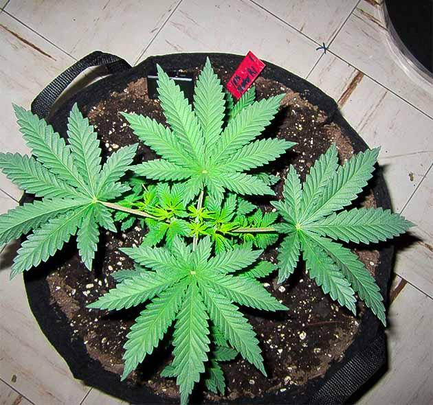 Куст 10th Planet R1 на стадии вегетации