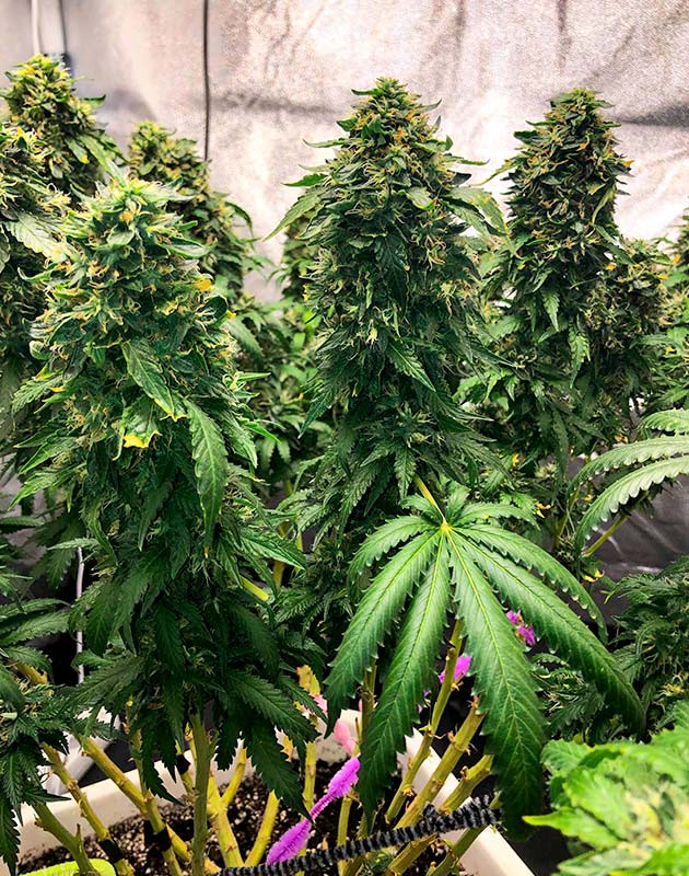 Расстройство питательного режима и решение