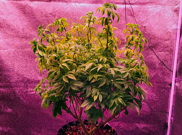 Куст RS11 на 8 неделе выращивания