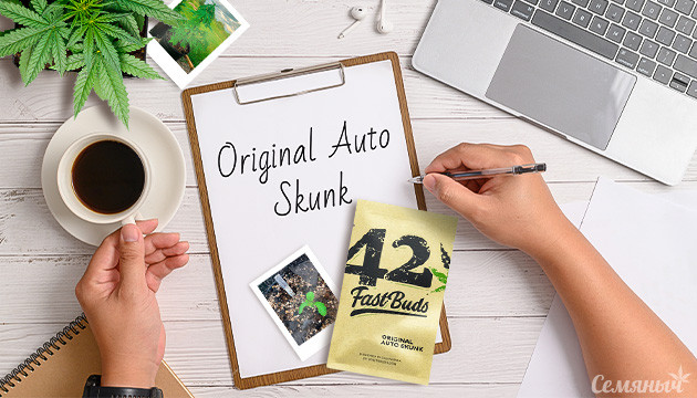 Гроурепорт сорта Auto Skunk