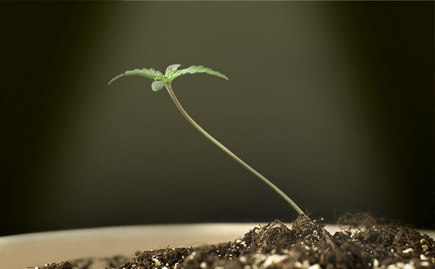 Опадение саженцев от недостатка света