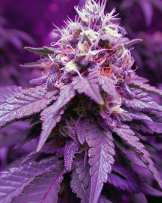 Созревшая кола