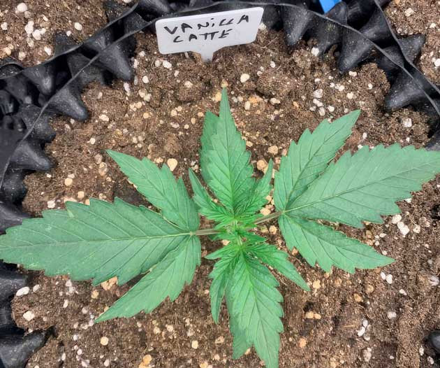 2 неделя роста конопли