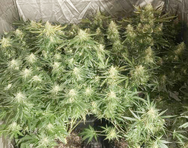 Wedding Cake Auto перед харвестом