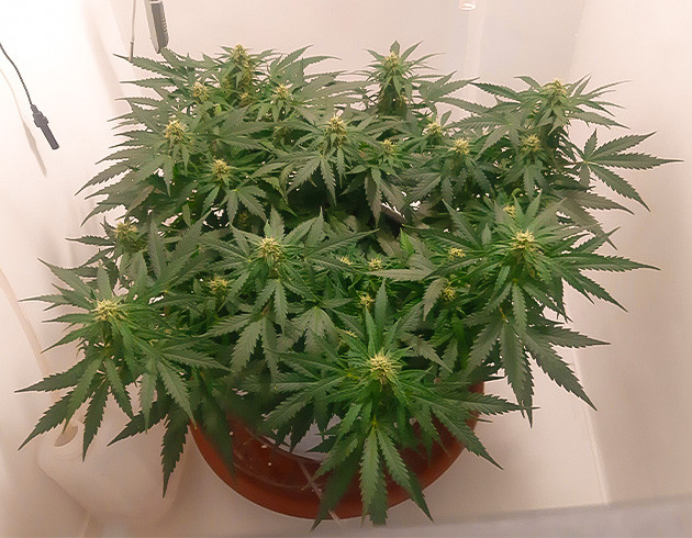 Настройка условий для роста Gorilla Auto