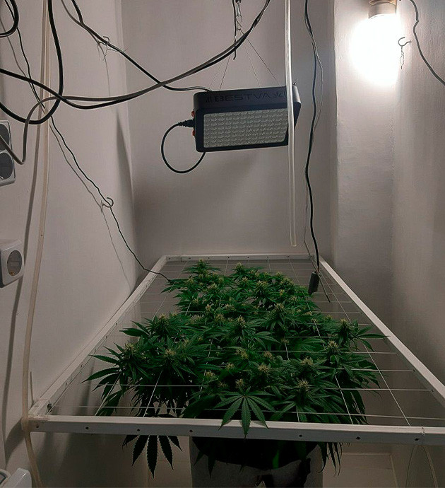 Уменьшение удобрений для Glue Sherbet