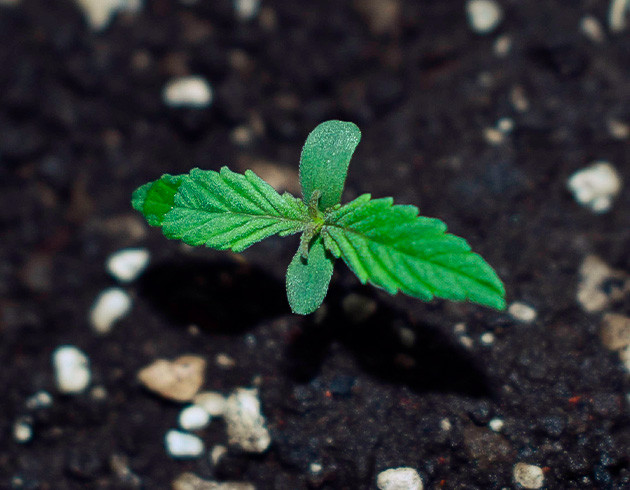 Проращивание Blueberry X