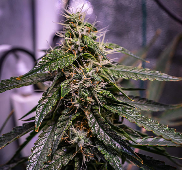 Растения высотой 30 сантиметров