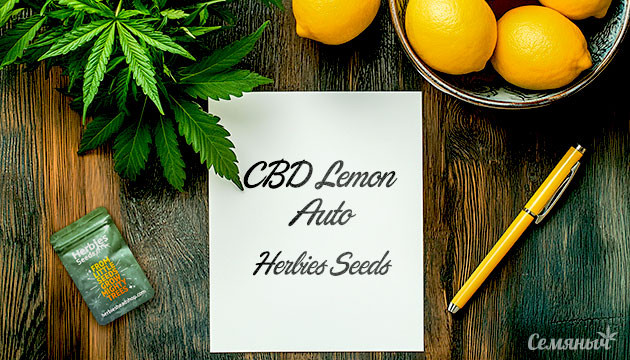Гроурепорт сорта CBD Lemon Auto fem от Семяныча