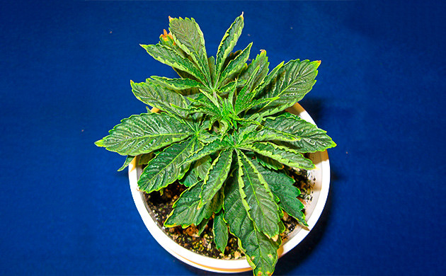 Закрученные сохнущие листья конопли