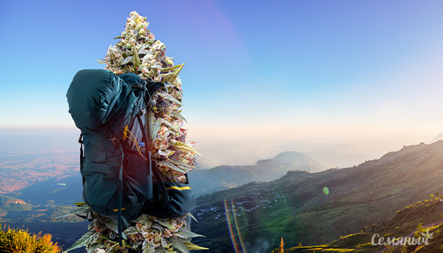 Путешествующая конопля