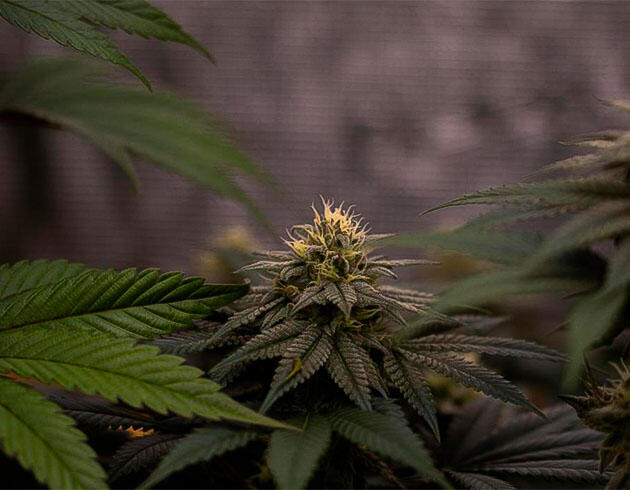 Стабильное развитие и контроль условий Конопля на 10 неделе роста