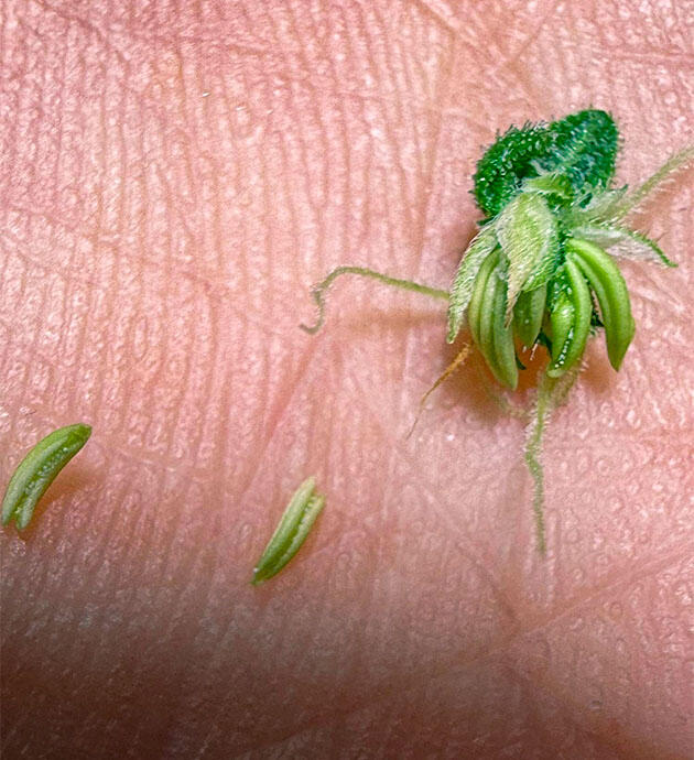 Мужские соцветия конопли