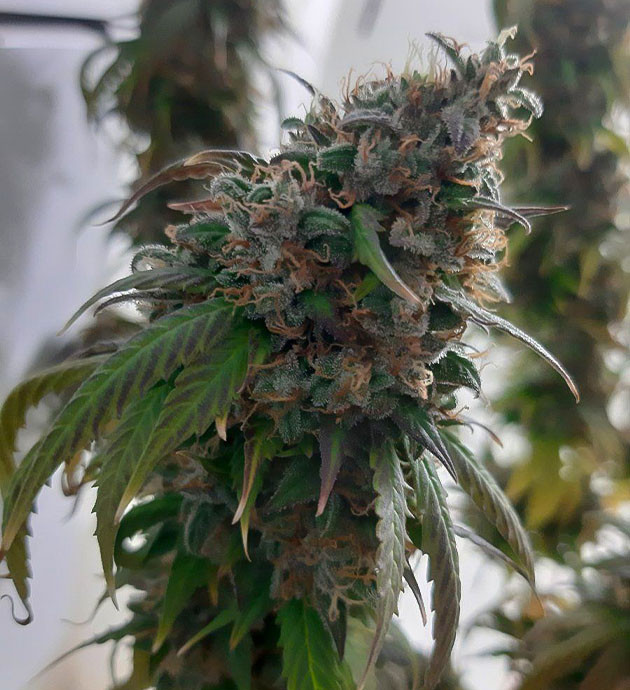 Подготовка Critical Orange Punch Auto к срезке