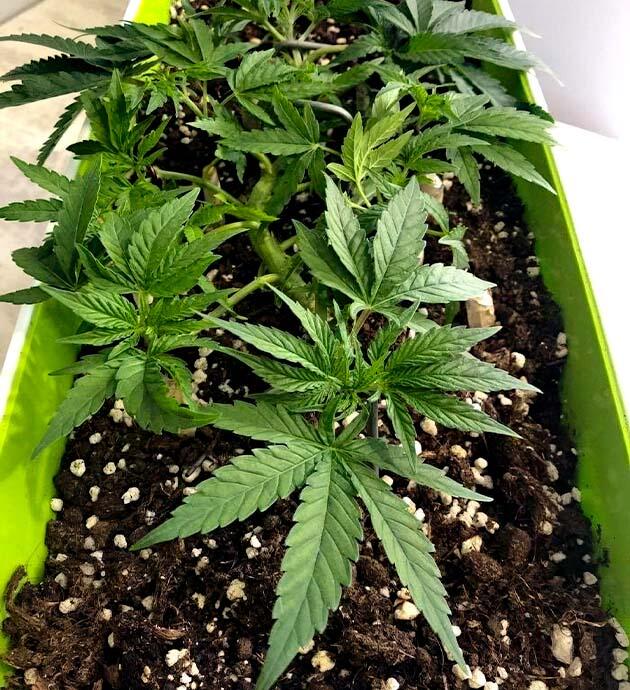 Марихуана на 4 неделе роста