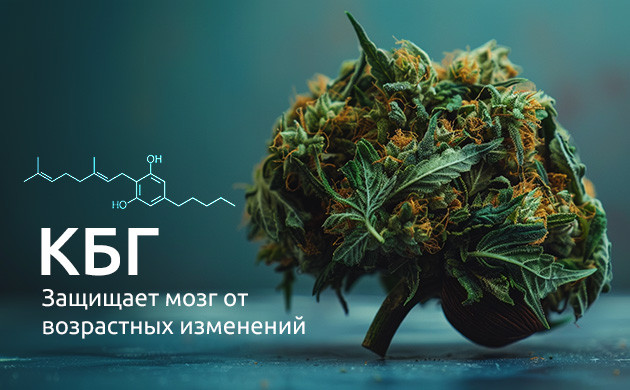 Противовоспалительные эффекты КБГ