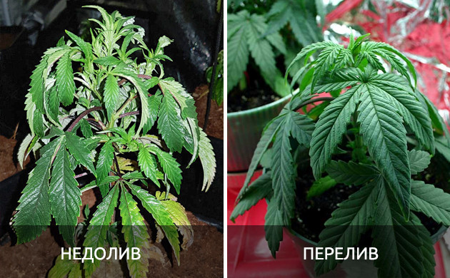 Листья при переливе и недоливе воды