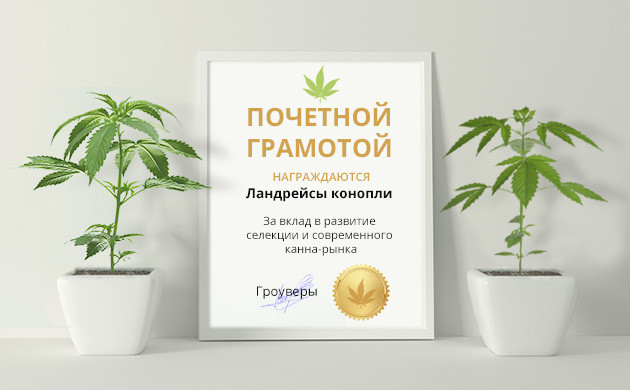 Почетная грамота ландрейсам конопли