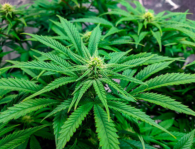 Марихуана на 10 неделе роста