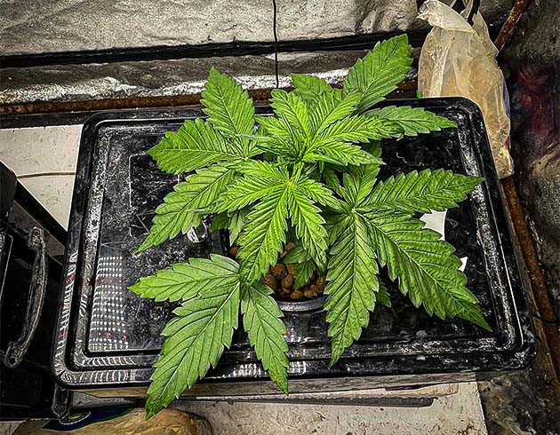 Двадцатилитровая гидропонная установка