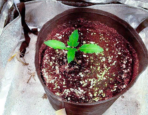 Росток Motor Breath от 7CH American на 2 неделе