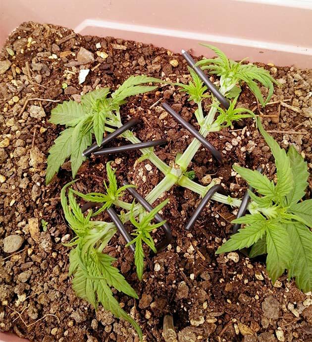 Растишка Godfather OG Auto от 7CH American на 3 неделе