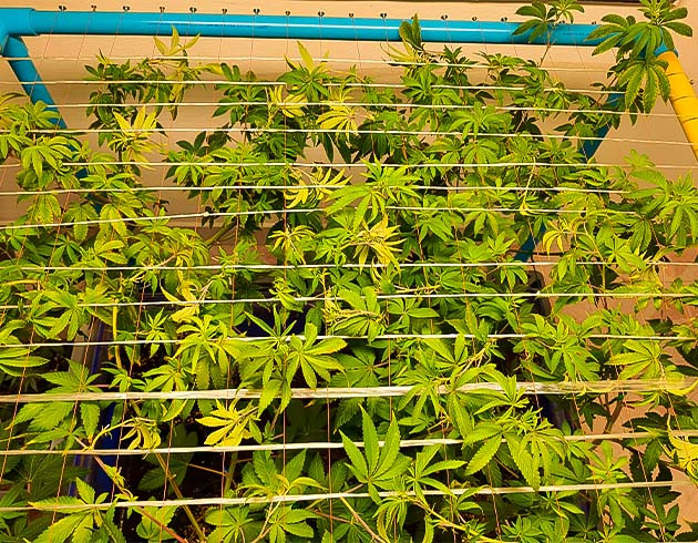 End Game RBX EC #4 Line на 8 неделе роста