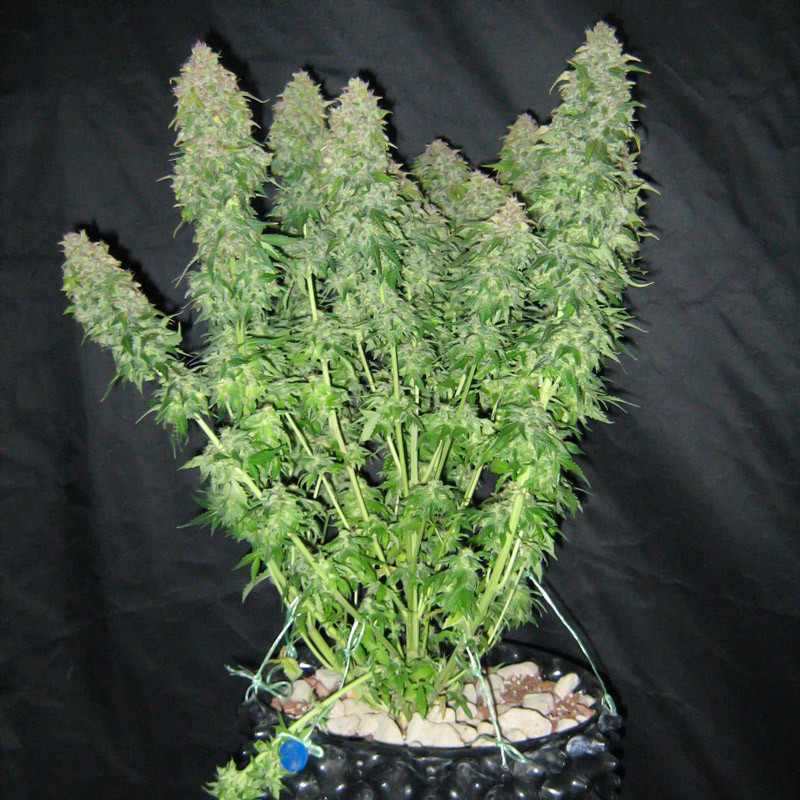 Удаление всей листвы на кусте