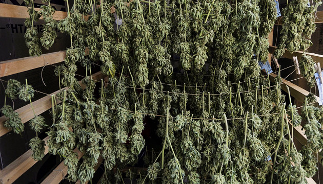 Сушка урожая